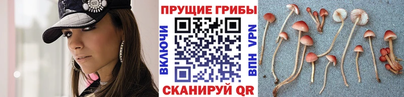 Псилоцибиновые грибы Cubensis  Севск 